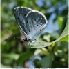 celas argiolus imago12 don